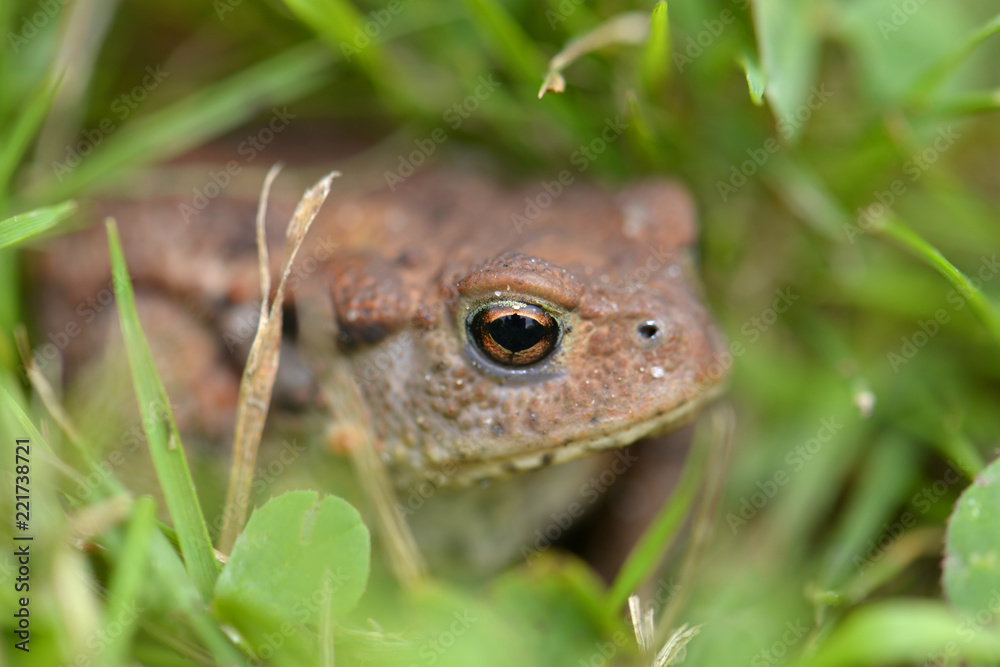 frog between grass