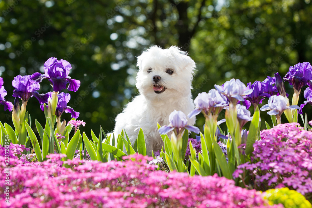 Portrait of nice young maltese dog