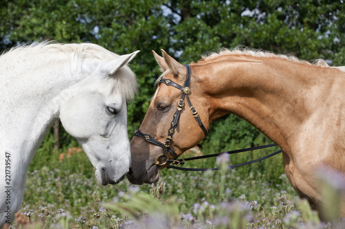 Fototapeta Naklejka Na Ścianę i Meble -  Portrait of two nice horses posing on violet flowers