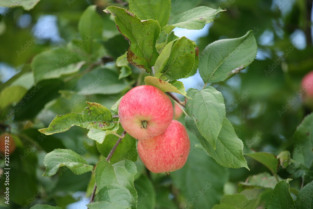 reife Äpfel am Apfelbaum reife Äpfel am Apfelbaum