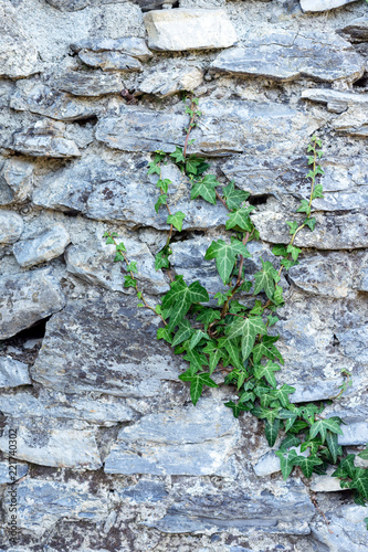 Stone background with ivy/ Old wall witn greens / Rock and plants © Anna