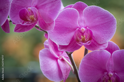 Close Up Macro Of A Purple Moth Orchid (Phalaenopsis) With A Green And Orange Bokeh Background
