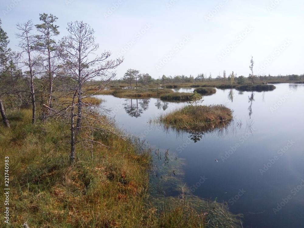 swamp in the Yelnya nature reserve