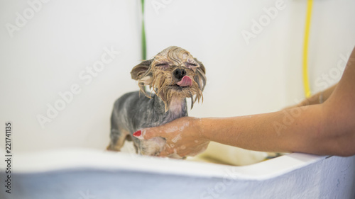 Canvas Print care for yorkshire terrier