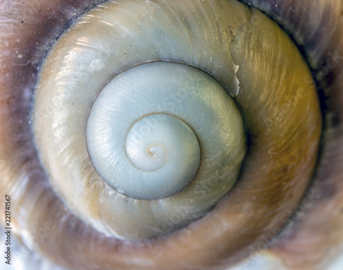 seashells in close up