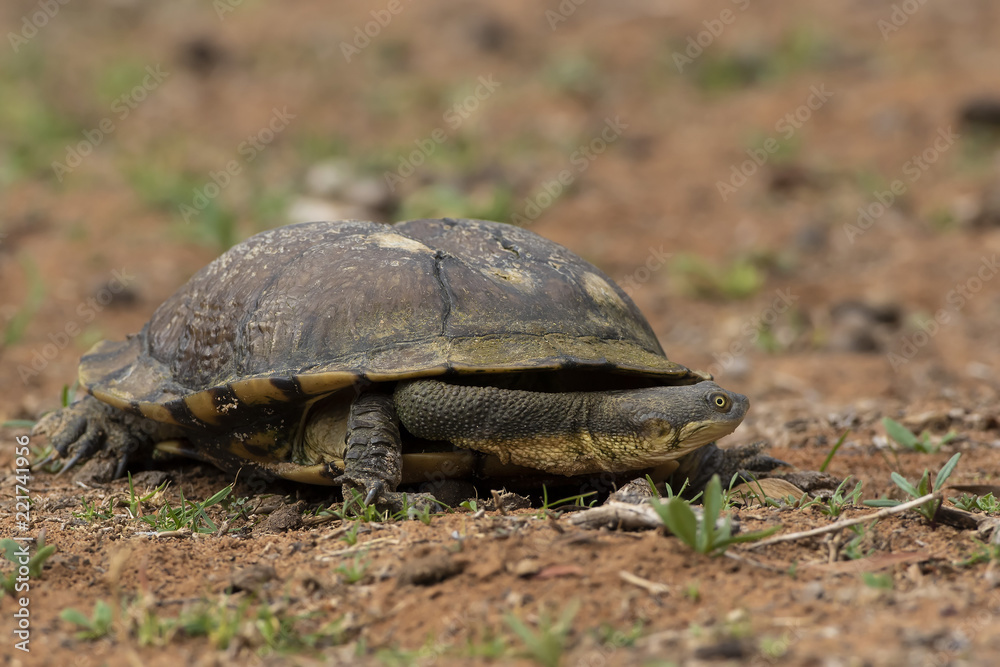 Snake-necked Turtle (Chelodina longicollis) Snake-necked Turtle (Chelodina longicollis)