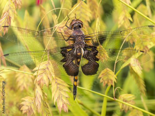 black saddlebags, Tramea lacerata, dragonfly photo