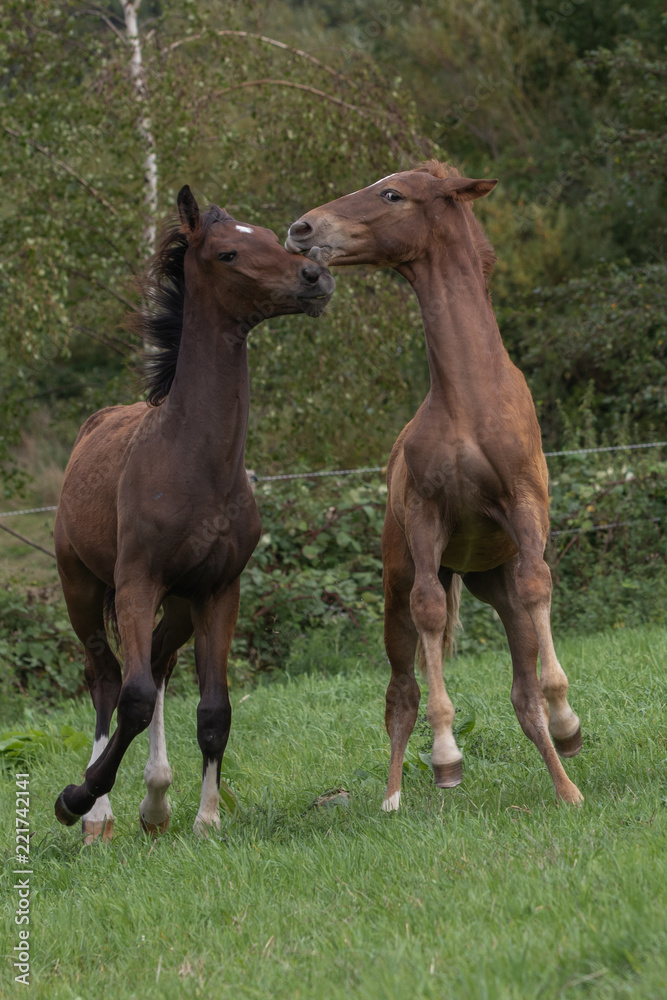 Fototapeta premium spielende Fohlen