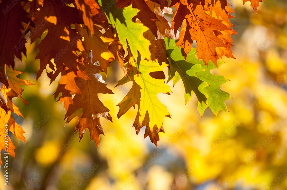 Autumnal leaves hanging from tree on blurry background Autumnal leaves hanging from tree on blurry background