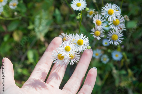 Touching daisy flowers with hands, while being on meadow