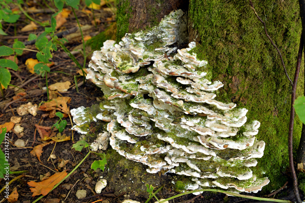 Mushrooms on the tree. Mushrooms on the tree.