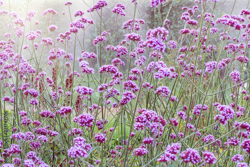 Fototapeta Naklejka Na Ścianę i Meble -  Violet flowers on the meadow.