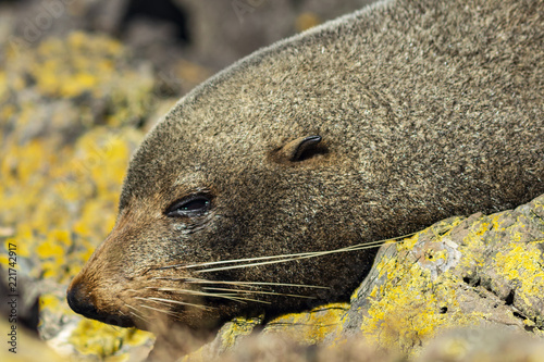 Seal photo