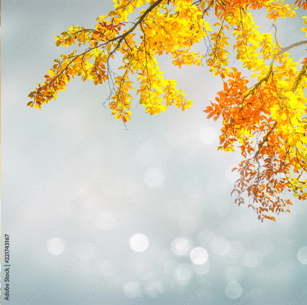 autumn yellow leaves and blue and gray sky bokeh background with sun beams