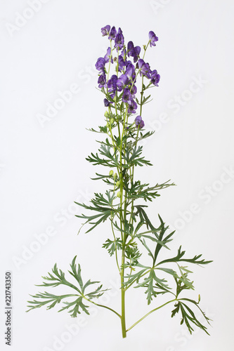 Aconite isolated on a gray background.