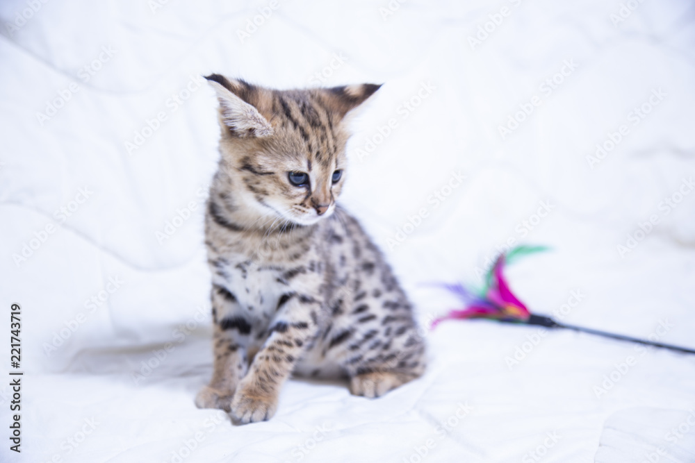 F1 Savannah kitten on a white background F1 Savannah kitten on a white background