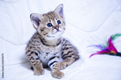 F1 Savannah kitten on a white background