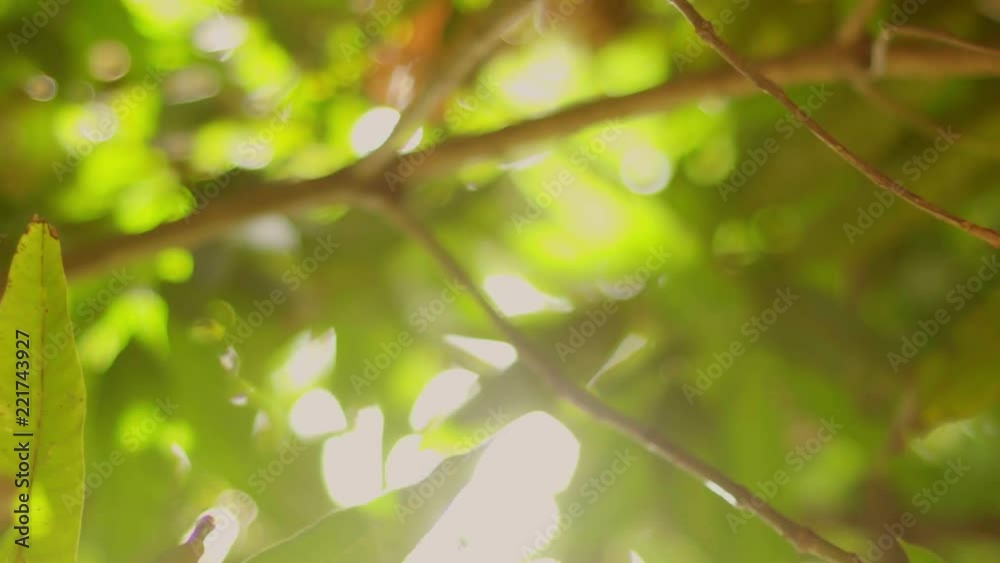 Olhando para Cima a Luz do Sol entre Arvores