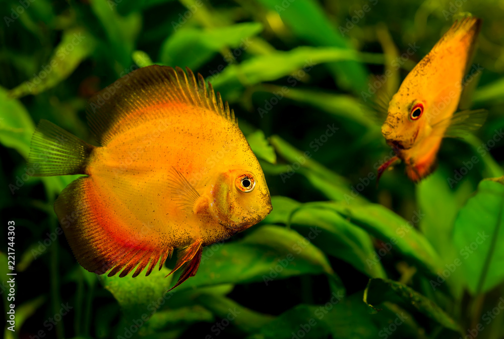 Discus Fish Aquarium on a green background Discus Fish Aquarium on a green background