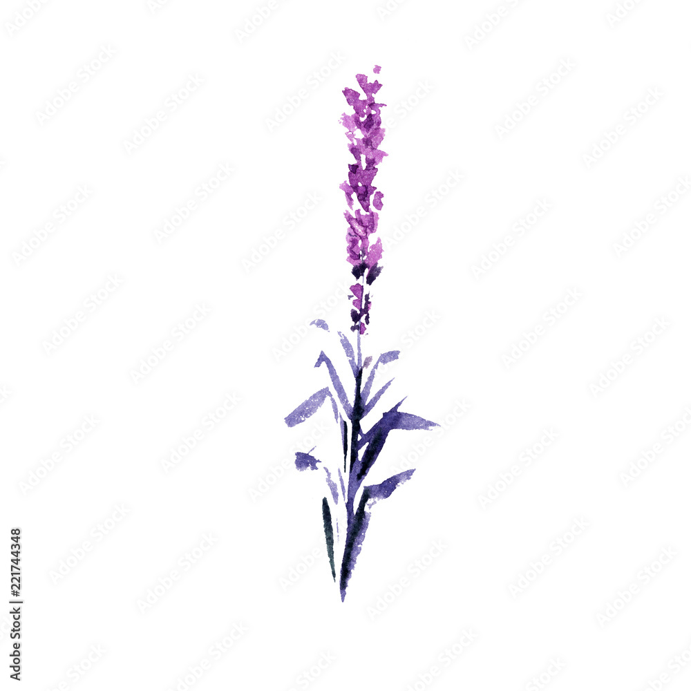 Obraz premium Lavender flower watercolor illustration. Straight lavender branch. Wedding and Valentines day greeting cards floral design. Love and marriage. Single lavender twig. Isolated raster