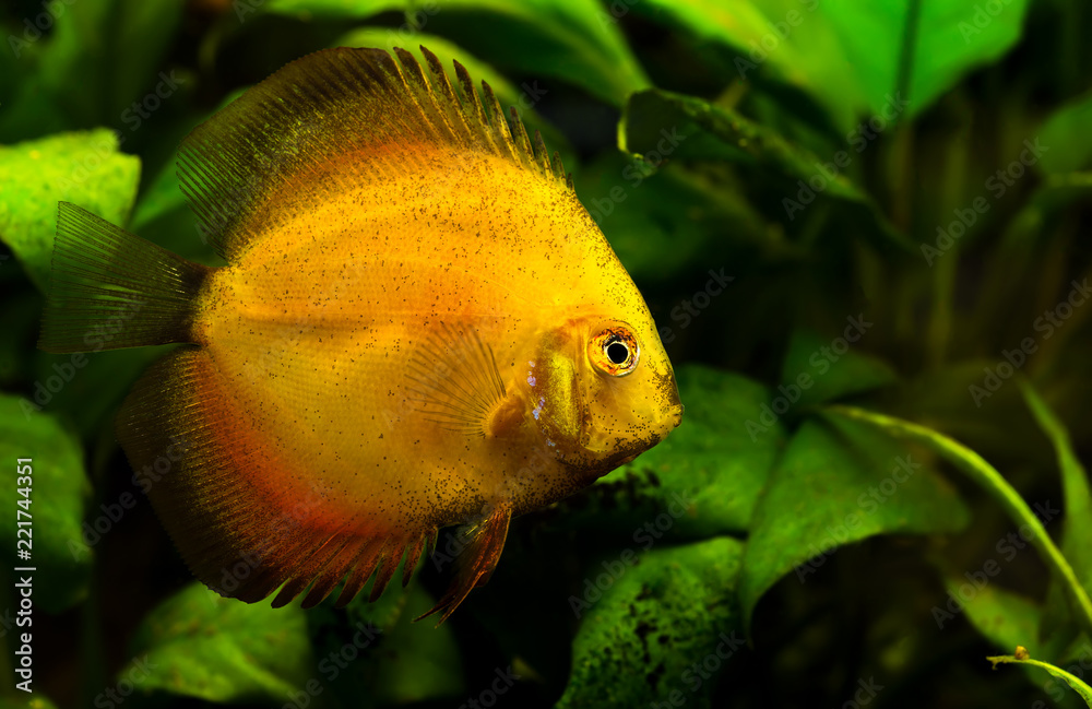 Discus Fish Aquarium on a green background Discus Fish Aquarium on a green background