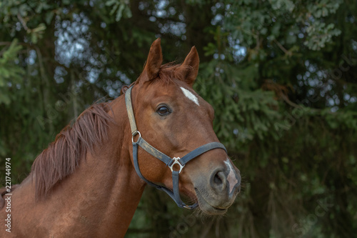 Pferdekopf im Profil