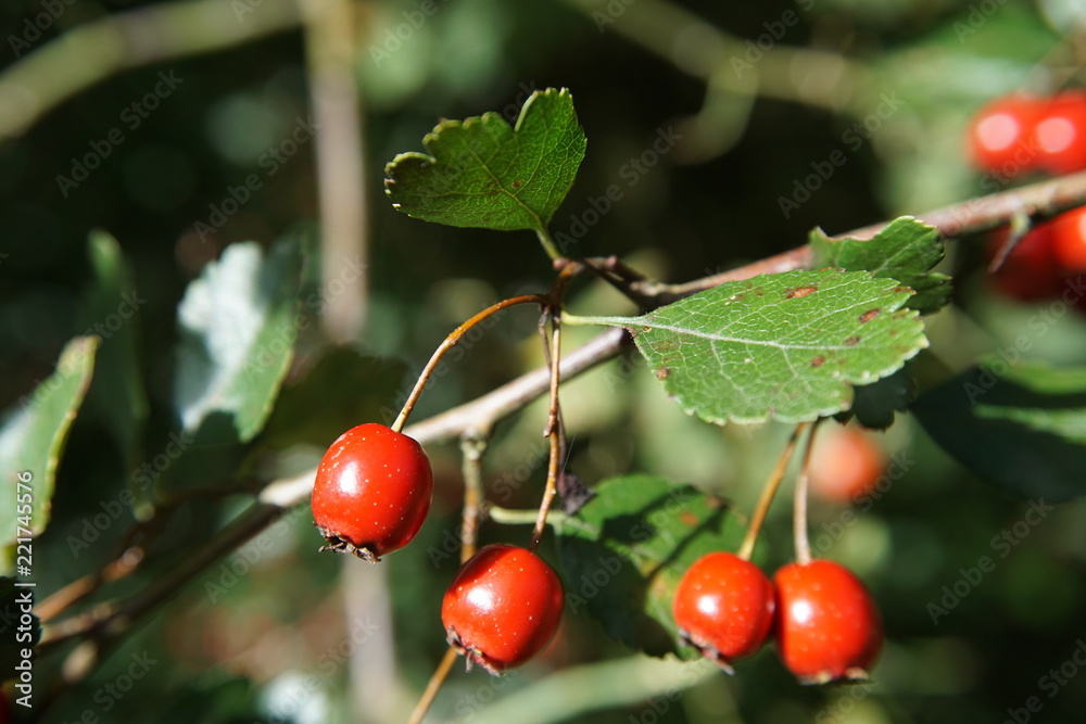 Obraz premium Stechpalme