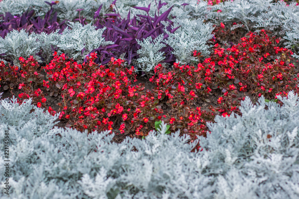 garden white red and pink colorful flower bed background natural environment garden white red and pink colorful flower bed background natural environment