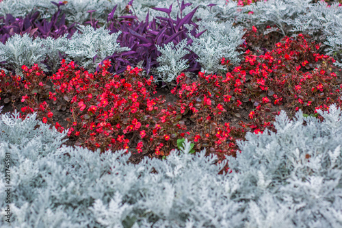 garden white red and pink colorful flower bed background natural environment 