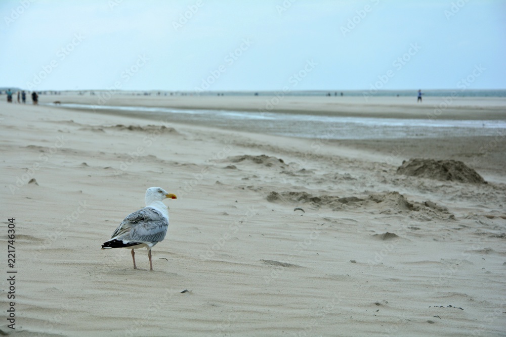 Möwe steht im Sand am Strand mit unscharfen Personen im Hintergrund Möwe steht im Sand am Strand mit unscharfen Personen im Hintergrund