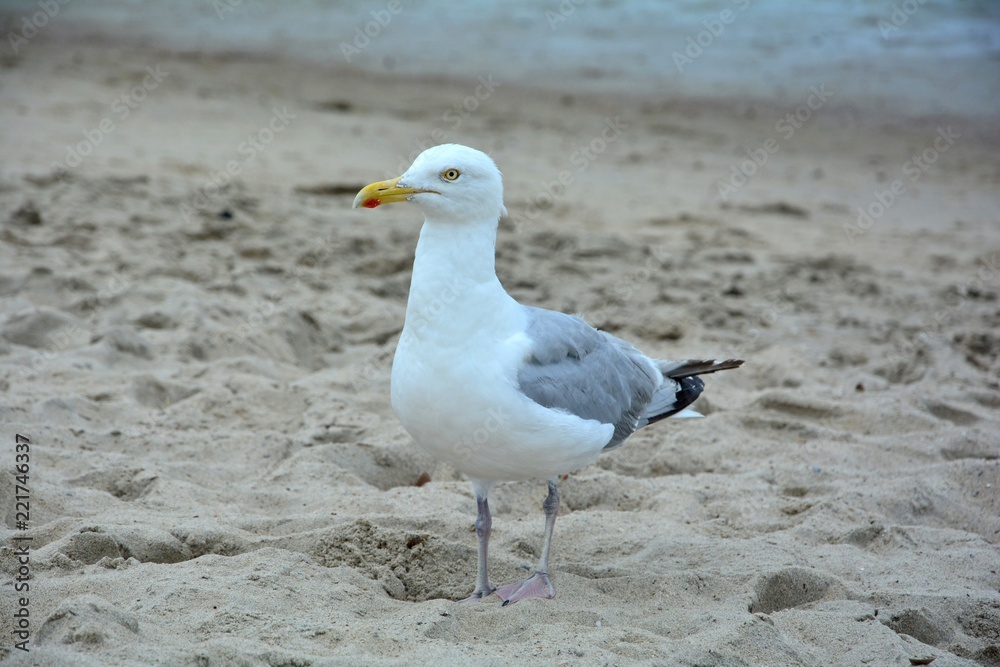 Nahaufnahme einer Möwe am Sandstrand