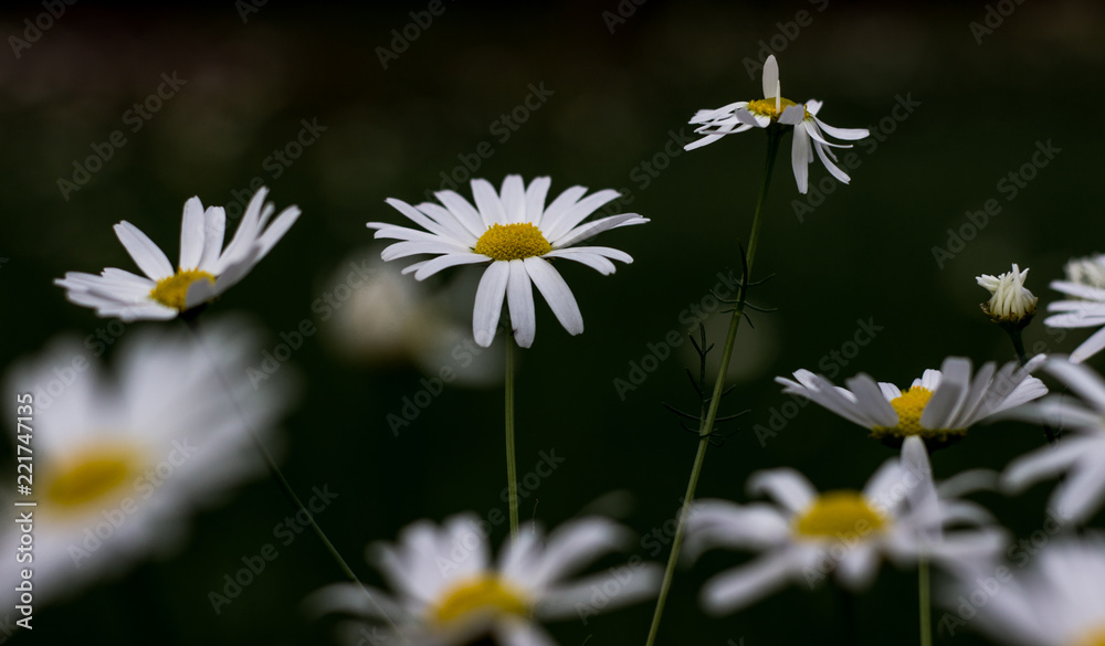 Blooming chamomile field, Chamomile flowers. Natural herbal treatment. Blooming chamomile field, Chamomile flowers. Natural herbal treatment.