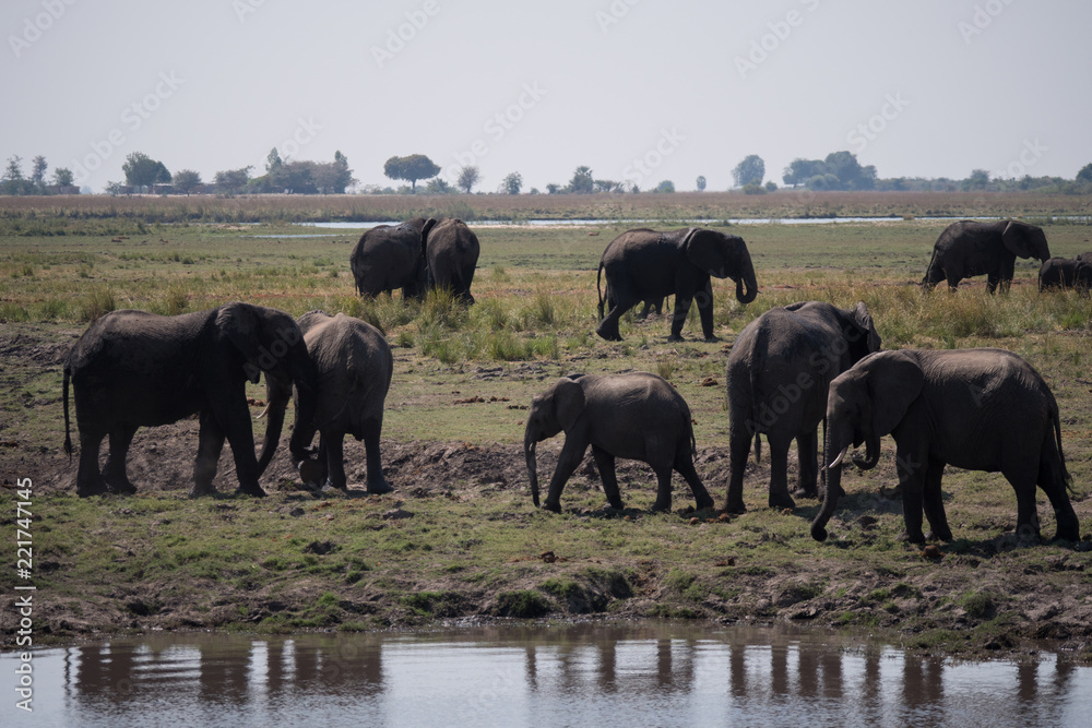 Elephants in Chobe National Park, Botswana Elephants in Chobe National Park, Botswana