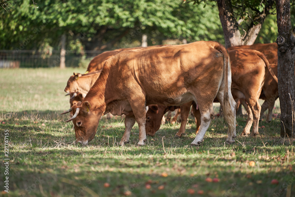 Fototapeta premium Herd of cattle or dairy cows grazing in the old organic orchard with apple branches during the summer sunny day, eating riped red apples feld from the trees to the grass. 