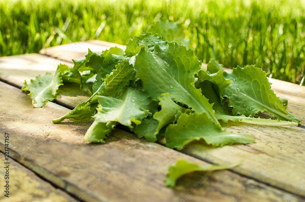 Lettuce leaves on wooden background. Healthy organic food. Lettuce leaves on wooden background. Healthy organic food.