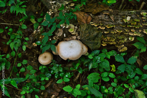 Fungi with lichen on tree turnk photo