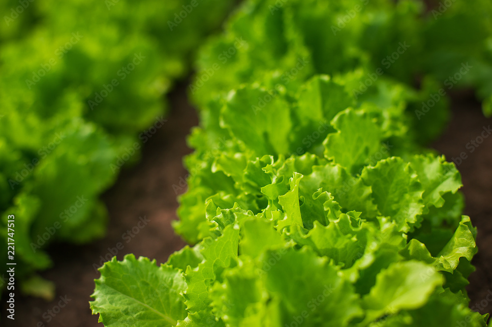 Organic freshness lettuce growing on a garden Organic freshness lettuce growing on a garden
