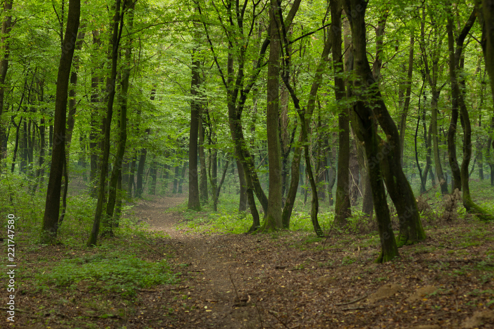 Fototapeta premium deep forest morning beautiful natural green scenery landscape and empty trail between trees with lonely atmosphere environment