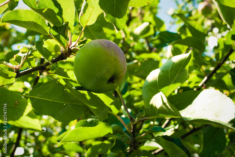 Apple tree. Apple tree with small natural apple Apple tree. Apple tree with small natural apple