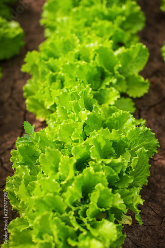 Organic freshness lettuce growing on a garden