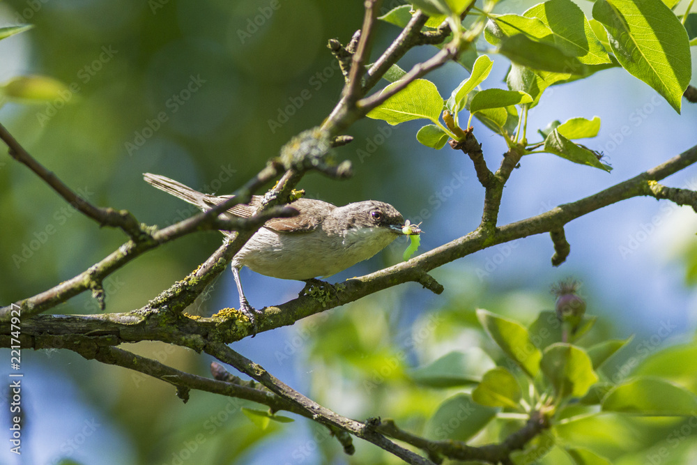 Lesser whitethroat (Sylvia curruca) with a caterpillar in a beak for chicks. Lesser whitethroat (Sylvia curruca) with a caterpillar in a beak Lesser whitethroat (Sylvia curruca) with a caterpillar in a beak for chicks. Lesser whitethroat (Sylvia curruca) with a caterpillar in a beak