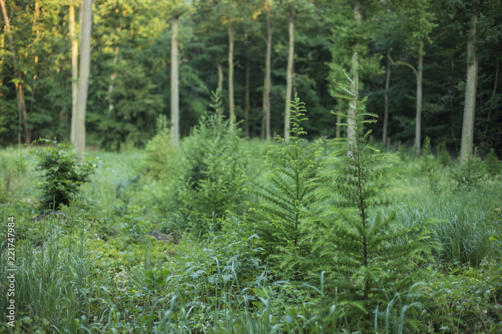 forest plantation with European larch seedlings. Young European larch trees planted in forest felling