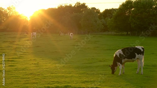4K video clip showing herd of black and white Friesian cows grazing, eating grass in a field on a farm at sunset or sunrise