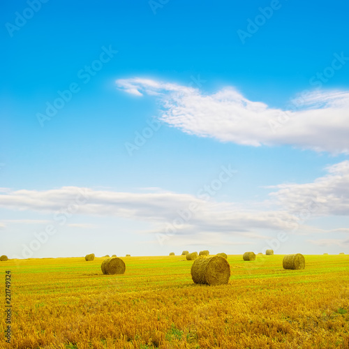 August. After the grain harvest. Rolls of straw in the field