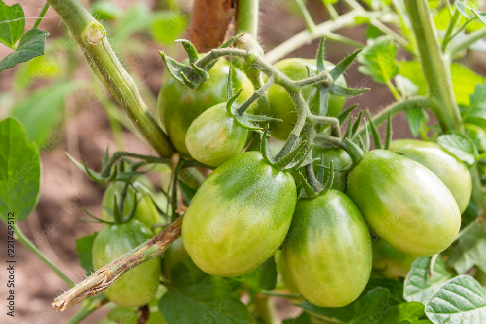 Fototapeta premium Green tomatoes hang on a branch ripen in the greenhouse