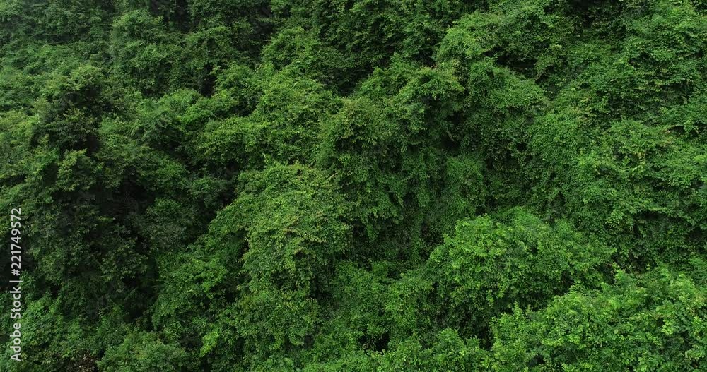 Flying above beautiful lush green jungle with ense trees on tropical mountains in foggy summer morning Flying above beautiful lush green jungle with ense trees on tropical mountains in foggy summer morning