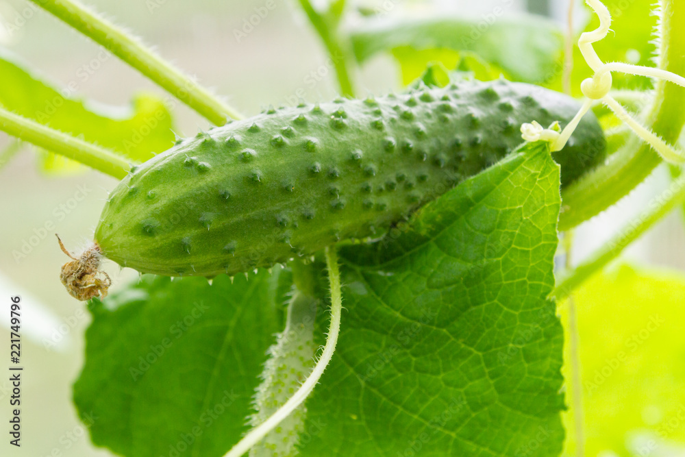 Cucumbers hanging on a branch ripen in the greenhouse Cucumbers hanging on a branch ripen in the greenhouse