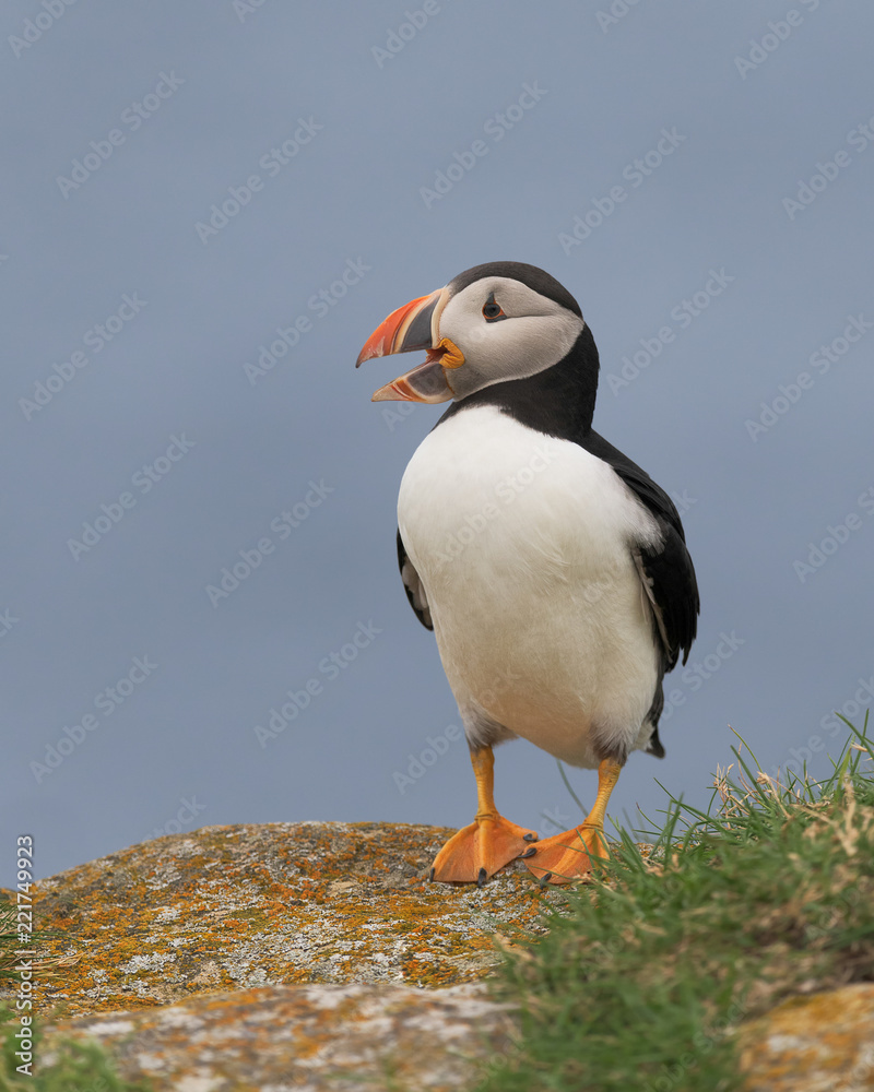 A closeup full body profile portrait of a standing Atlantic puffin at Elliston, Newfoundland A closeup full body profile portrait of a standing Atlantic puffin at Elliston, Newfoundland