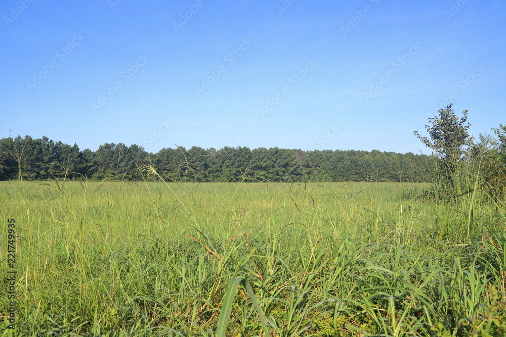 Field of green grass in the morning sunlight with tree line Field of green grass in the morning sunlight with tree line