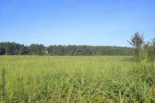 Field of green grass in the morning sunlight with tree line